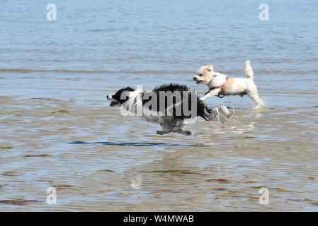 Border Collie tournant sur thebeach Banque D'Images