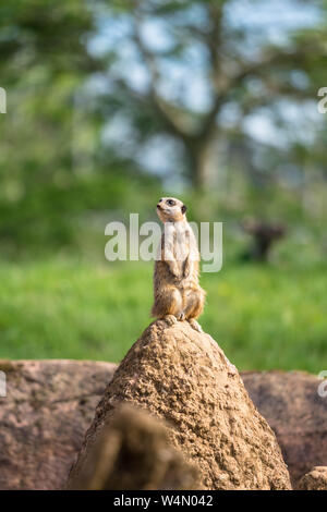 Meerkat (Suricata suricatta) perché sur mound, le Zoo de Chester England UK. Mai 2019 Banque D'Images