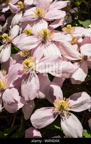 Close up image of pink Clematis montana 'Rubens' grimpant sur une tonnelle. Banque D'Images