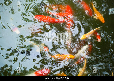 Le Japon magnifique piscine carpes dans l'étang. Banque D'Images