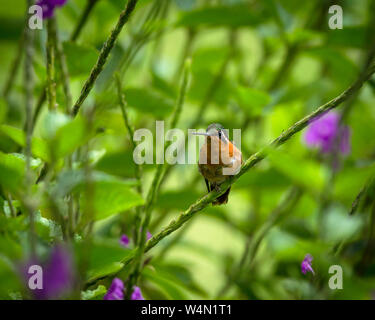 Les animaux, les oiseaux, une femelle Montagne à ventre blanc-gem Hummingbird, Lampornis hemileucus, perches dans un fouillis d'Porterweed dans la forêt de nuages du Costa Rica. Banque D'Images