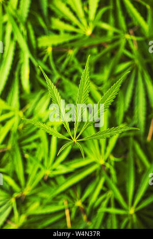 Cannabis Marijuana feuilles. Vue d'en haut. Banque D'Images