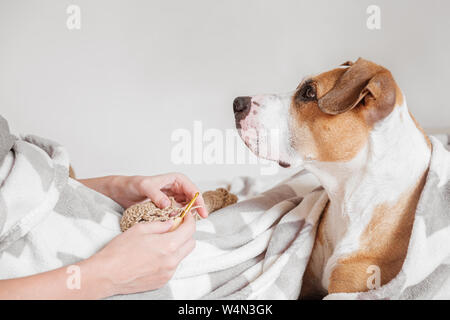 Passer du temps dans le lit et faire des tricotage, paresseux confortable sommeil-dans concept. La femme s'occupe d'un joli chien et aime son hobby Banque D'Images