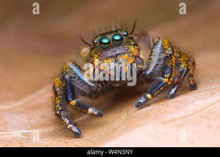 Vue avant avec portrait magnifié extrême détails de salticidae colorés avec tissu de fond brun Banque D'Images