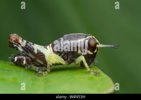 Sauterelle sur feuille verte Banque D'Images