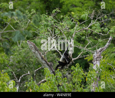 Au Guatemala, une main noire ou singe araignée, de Geoffroy Ateles geoffroyi, se déplace dans les arbres dans le parc national de Tikal, Site du patrimoine mondial de l'UNESCO. Banque D'Images