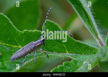 Vue latérale d'un golden-gris fleuri longhorn Agapanthia villosoviridescens, Banque D'Images