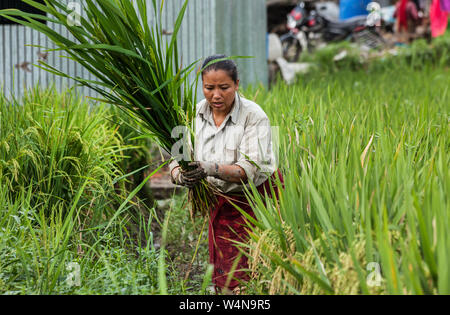 Les femmes travaillant dans un champ cultivé au Népal Banque D'Images