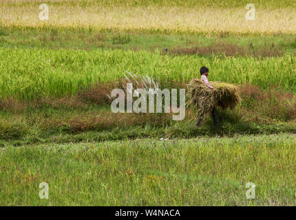Homme portant un paquet d'herbe dans un champ au Népal Banque D'Images
