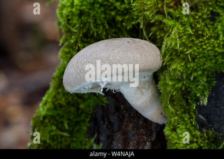 Pleurote voilé, Pleurotus dryinus, poussant sur un tronc d'arbre. Automne en Espagne Banque D'Images