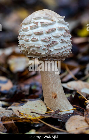 Shaggy coulemelle (macrolepiota rhacodes) croissant dans la forêt du nord de l'Espagne Banque D'Images