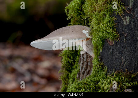 Pleurote voilé, Pleurotus dryinus, poussant sur un tronc d'arbre. Automne en Espagne Banque D'Images