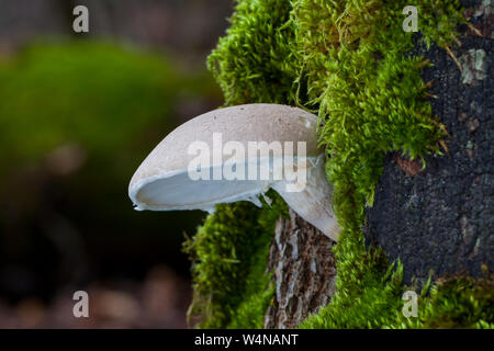 Pleurote voilé, Pleurotus dryinus, poussant sur un tronc d'arbre. Automne en Espagne Banque D'Images