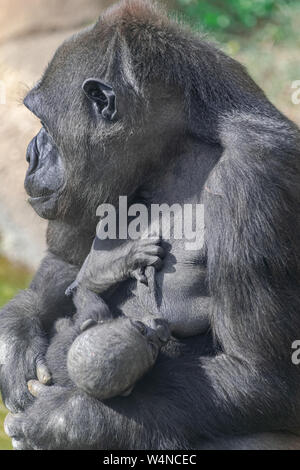 Femelle gorille de plaine de l'ouest avec bébé, bébé suçant sur la poitrine de sa mère, avec la lumière du soleil Banque D'Images