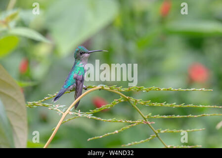 Femme sauvage perché-capped Woodnymph Violet (Thalurania glaucopis) hummingbird avec sa langue Banque D'Images
