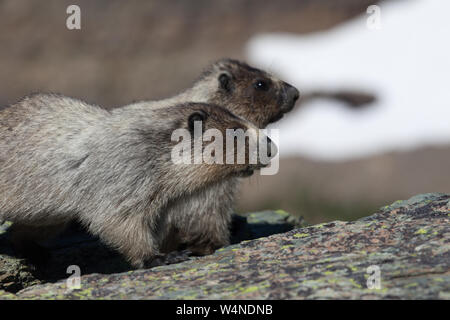 Les jeunes marmottes des Rocheuses (Marmota caligata) dans l'environnement alpin, le nord du Montana, USA Banque D'Images