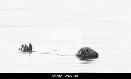 Image Monochrome d'un phoque gris, Halichoerus grypus, avec juste la tête et la queue hors de l'eau, de l'Écosse Banque D'Images