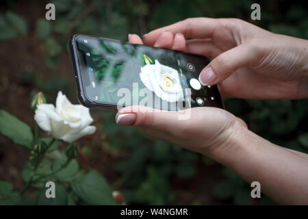 Des mains de femme Gros plan sur smartphone photo crème blanche blooming rose, selective focus Banque D'Images