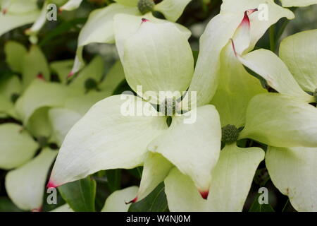 Cornus kousa John Slocock la floraison au début de l'été. UK Banque D'Images