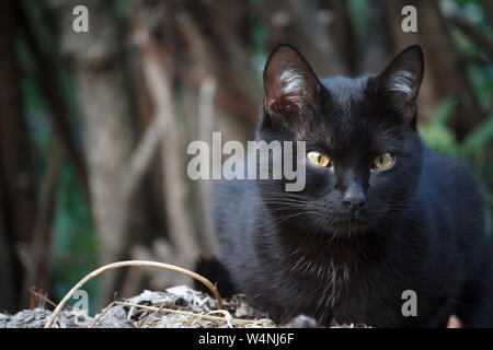 Shorthair noir gros plan avec les yeux de chat jaune se trouve sur le toit du hangar et regarde autour de lui avec soin Banque D'Images