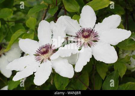 Clematis 'Wedding Day' la floraison au début de l'été. Groupe 2 clematis. Banque D'Images