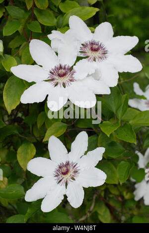 Clematis 'Wedding Day' la floraison au début de l'été. Groupe 2 clematis. Banque D'Images