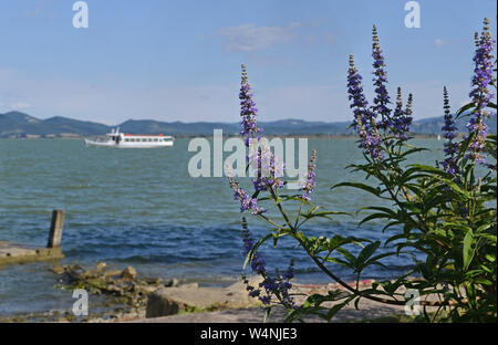 Belles fleurs violettes sur la rive du lac Trasimène, en Ombrie. Un traversier voyageant à l'arrière-plan Banque D'Images