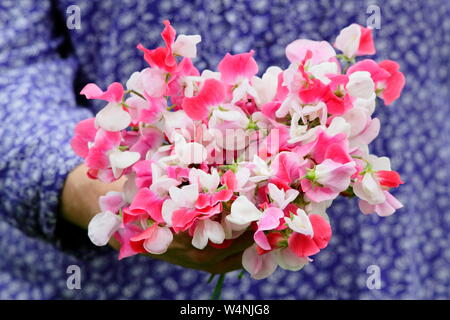 Lathyrus odoratus 'Painted Lady'. Bande de petits pois fraîchement cueillis en été. UK Banque D'Images