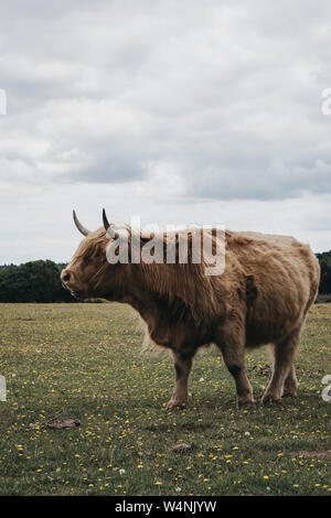 Vue de côté de l'Highland cattle debout dans un champ à l'intérieur de la New Forest Park dans le Dorset, UK, en été. Banque D'Images