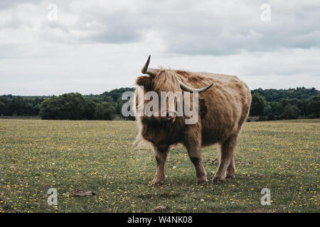 Vue avant de la Highland cattle debout dans un champ à l'intérieur de la New Forest Park dans le Dorset, UK, en été. Banque D'Images