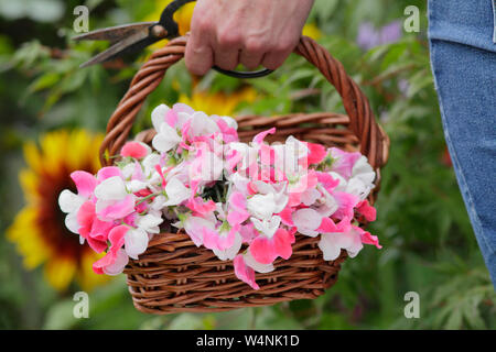 Lathyrus odoratus 'Painted Lady'.Woman holding basket fraîchement coupées de pois cultivés avant d'afficher à l'intérieur dans un vase Banque D'Images