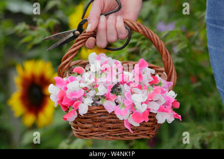 Lathyrus odoratus 'Painted Lady'.Woman holding basket fraîchement coupées de pois cultivés avant d'afficher à l'intérieur dans un vase Banque D'Images