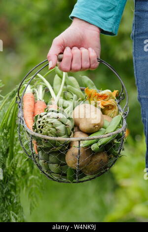 Femme portant des légumes cultivés à la maison dans un panier - pommes de terre 'Marfona', artichauts globe, carottes, petits pois, haricots larges. ROYAUME-UNI Banque D'Images