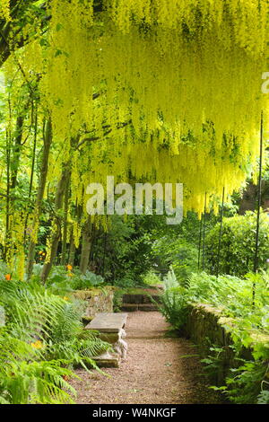 × Laburnum watereri 'Vossii'. Laburnum arch en pleine floraison à Renishaw Hall and Gardens, Eckington, Derbyshire, Angleterre, RU Banque D'Images