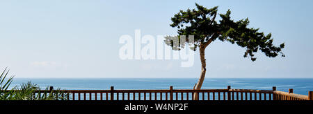 Vue panoramique lonely arbre tropical et mer Méditerranée en arrière-plan, les eaux bleu horizon place clôturé avec banc blanc, Cabo Roig, Espagne Banque D'Images