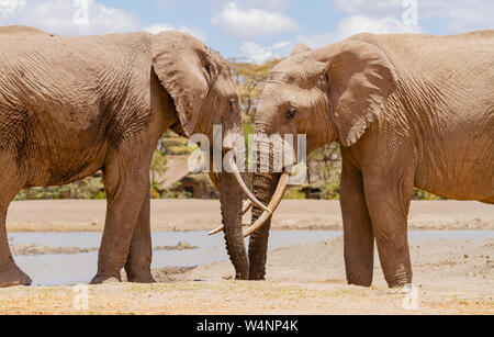 Deux éléphants d'Afrique, Loxodonta africana, rencontrer face à face. Ol Pejeta Conservancy, le Kenya l'Afrique. Sweetwaters Serena tentes safari de luxe Banque D'Images