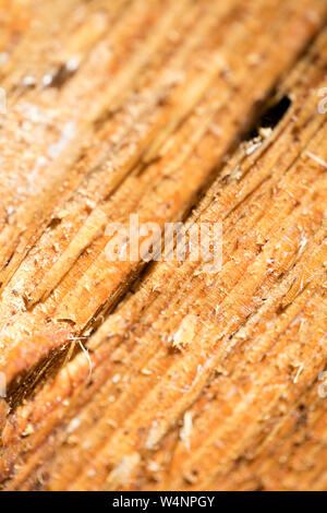 Bois de chauffage coupé forêt abstract macro fond fine art tirages de haute qualité produits cinquante mégapixels Banque D'Images