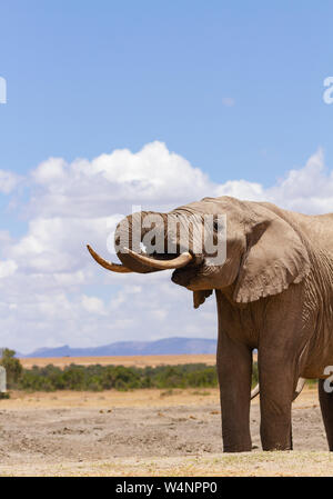 L'éléphant d'Afrique, Loxodonta africana, boit de l'eau point d'Ol Pejeta Conservancy, Kenya, Afrique. En bouche, le tronc vertical, ciel bleu copy space Banque D'Images