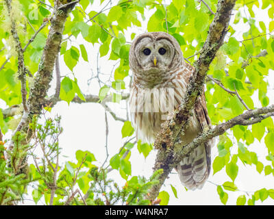 Chouette rayée Strix varia, dans la journée, perché dans un arbre feuillu, Nova Scotia, Canada Banque D'Images