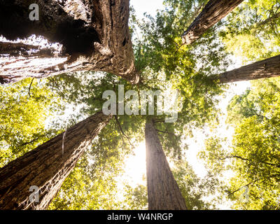 Jusqu'à la hauteur par Redwood Grove Banque D'Images