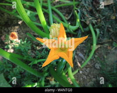 Fleur citrouille Banque D'Images