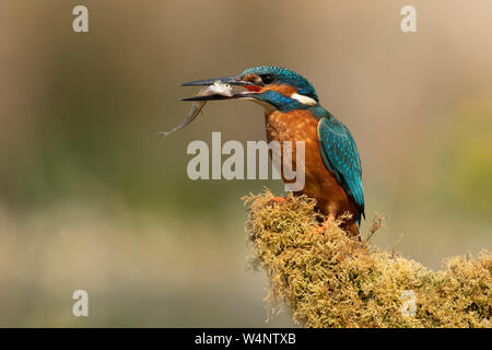 Kingfisher (Alcedo atthis) Banque D'Images