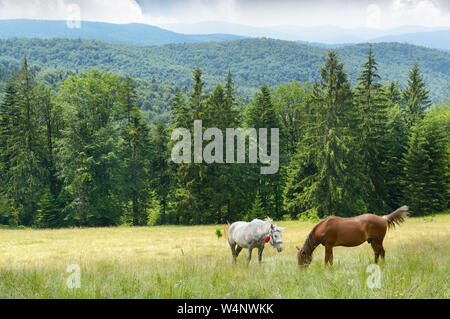 Beaux chevaux au pâturage. Les montagnes des Carpates. Banque D'Images