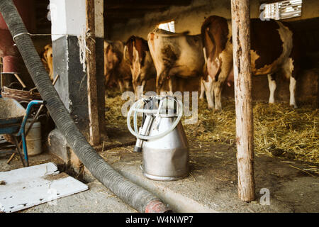 Beaucoup de lait de vache dans l'alimentation d'une batterie de production Banque D'Images