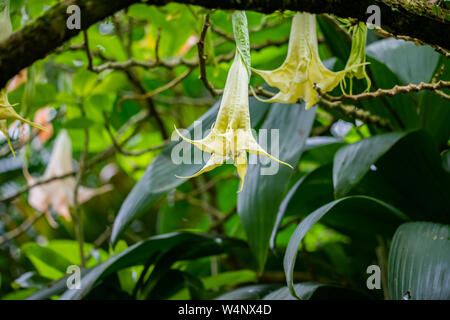 Saint Vincent et les Grenadines, Jardin botanique de Montréal, Angel's Trumpet Banque D'Images