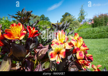 L'Alstroemeria, l'été indien dans Holehird Gardens, Windermere, Cumbria, Royaume-Uni. Banque D'Images