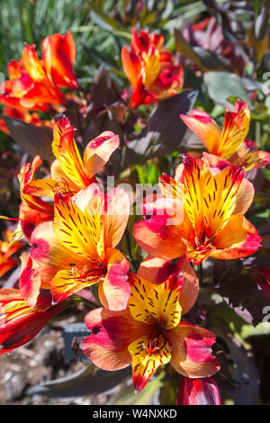 L'Alstroemeria, l'été indien dans Holehird Gardens, Windermere, Cumbria, Royaume-Uni. Banque D'Images