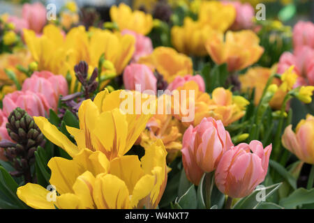 Mélange de bourgeons et de fleurs de rose et de tulipes jaunes Banque D'Images