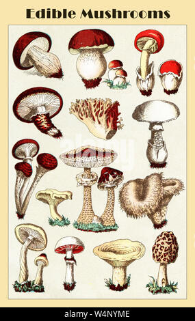 Table de couleurs vintage de champignons comestibles à partir d'un lexique italien début '900 Banque D'Images