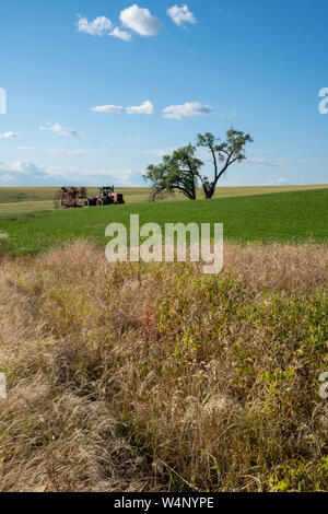 Matériel agricole et tracteur abandonné dans un champ près d'un grand arbre dans la région de la Palouse Washington State Banque D'Images